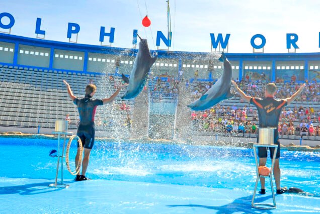 Dolphin show